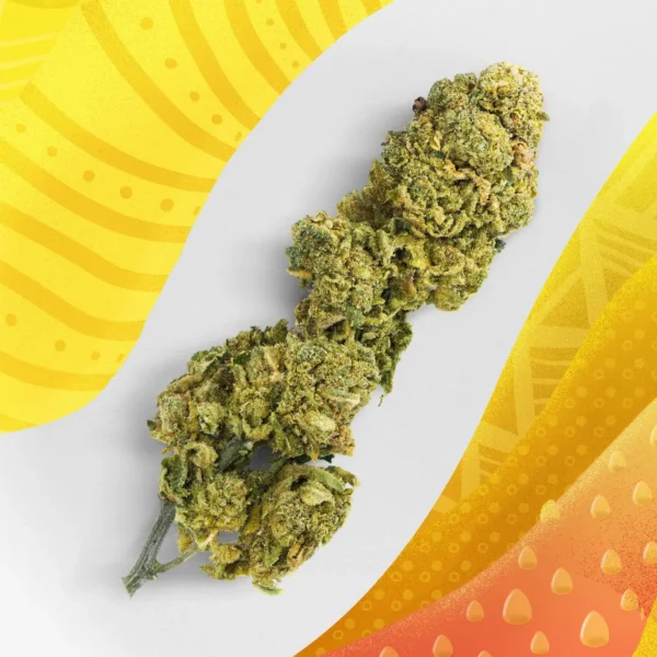 Mango Punch | Fleurs CBD